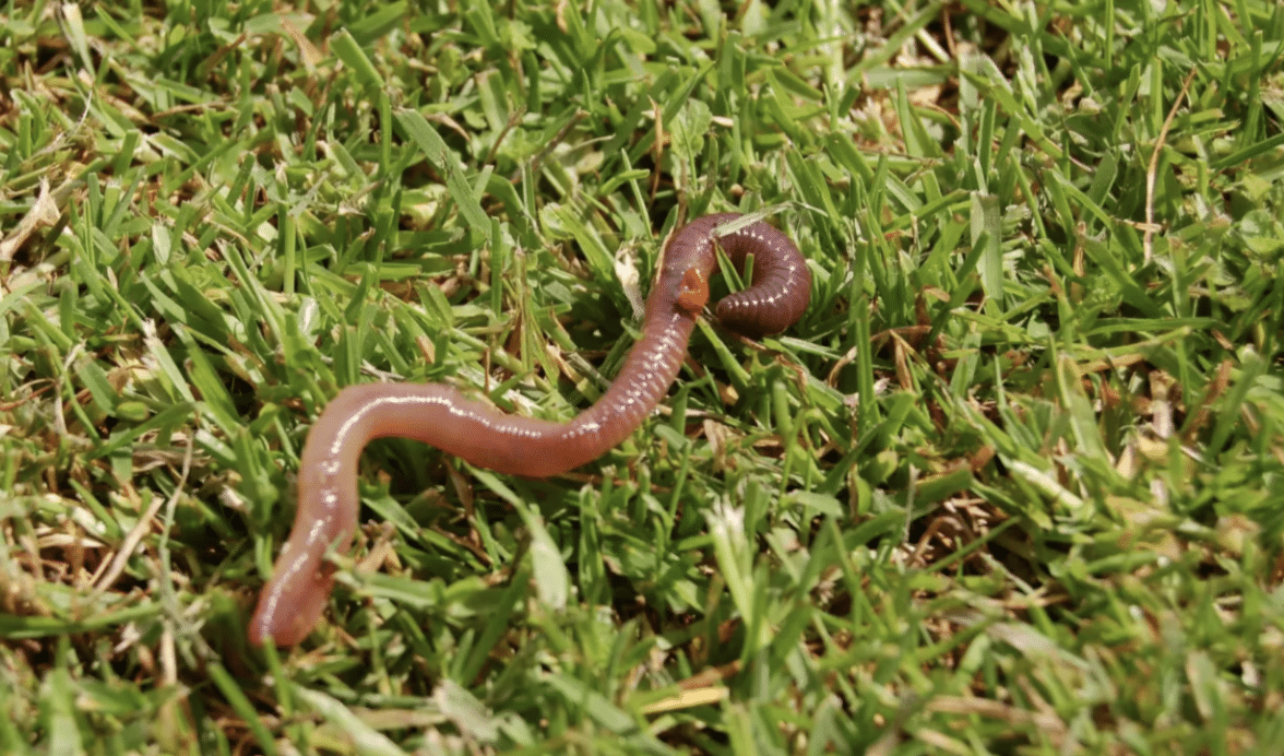 Worm