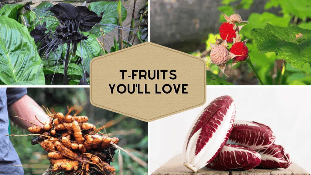 49 Tasty and Tropical Fruits That Start With T