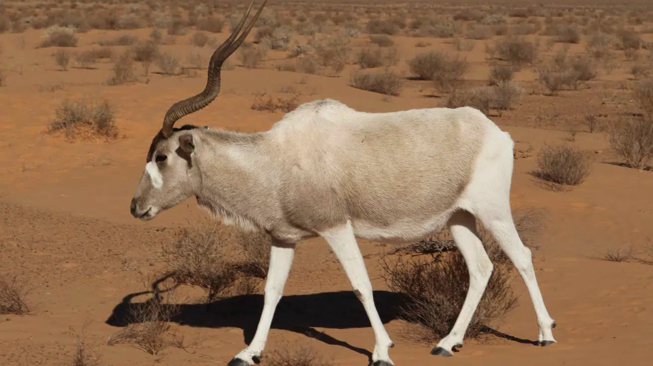 Addax
