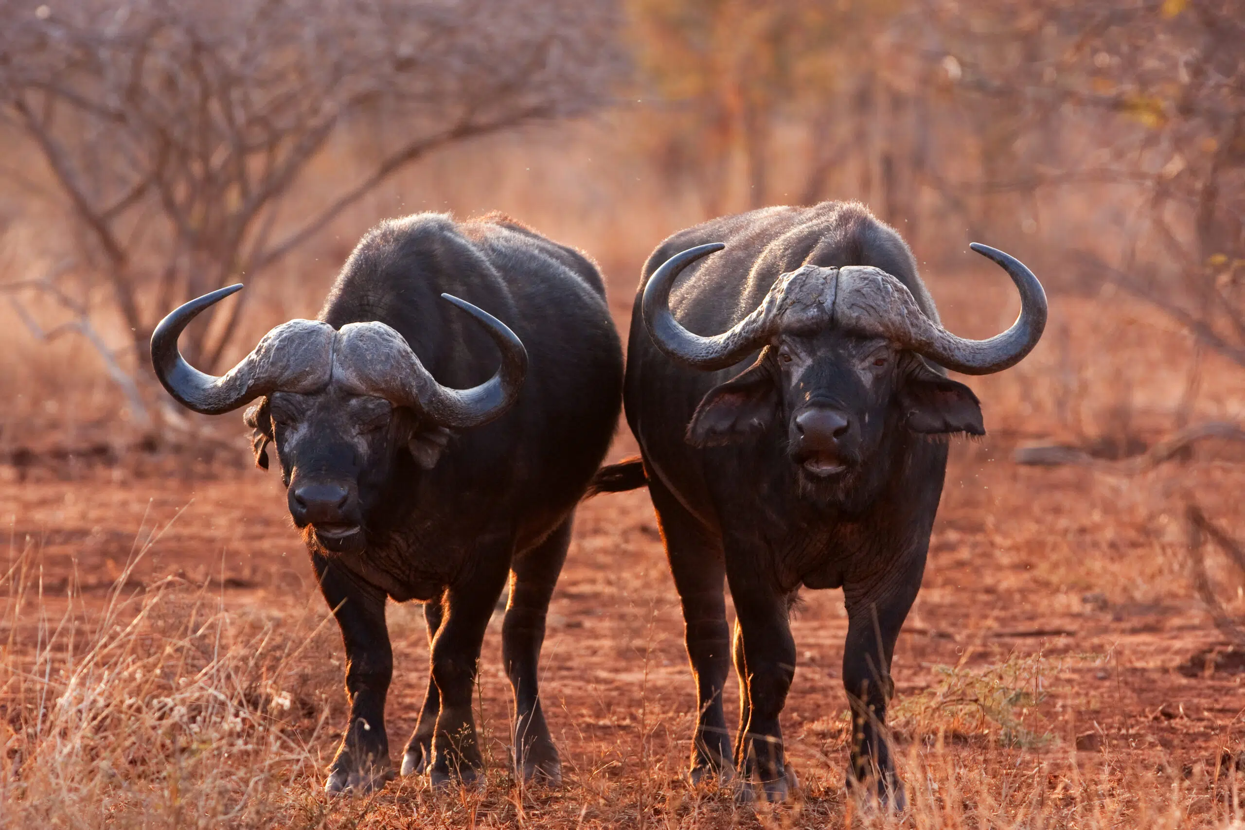 African_Buffalo