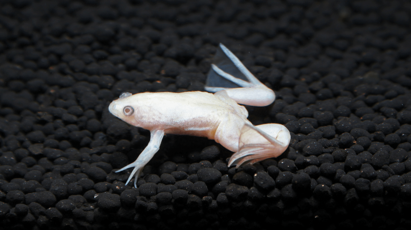 African_Clawed_Frog