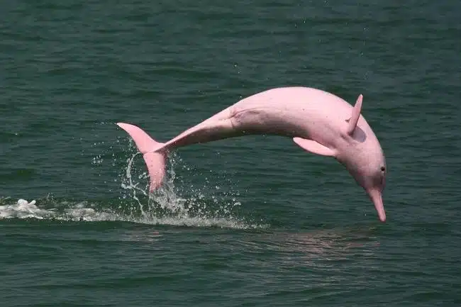 Amazon_River_Dolphin