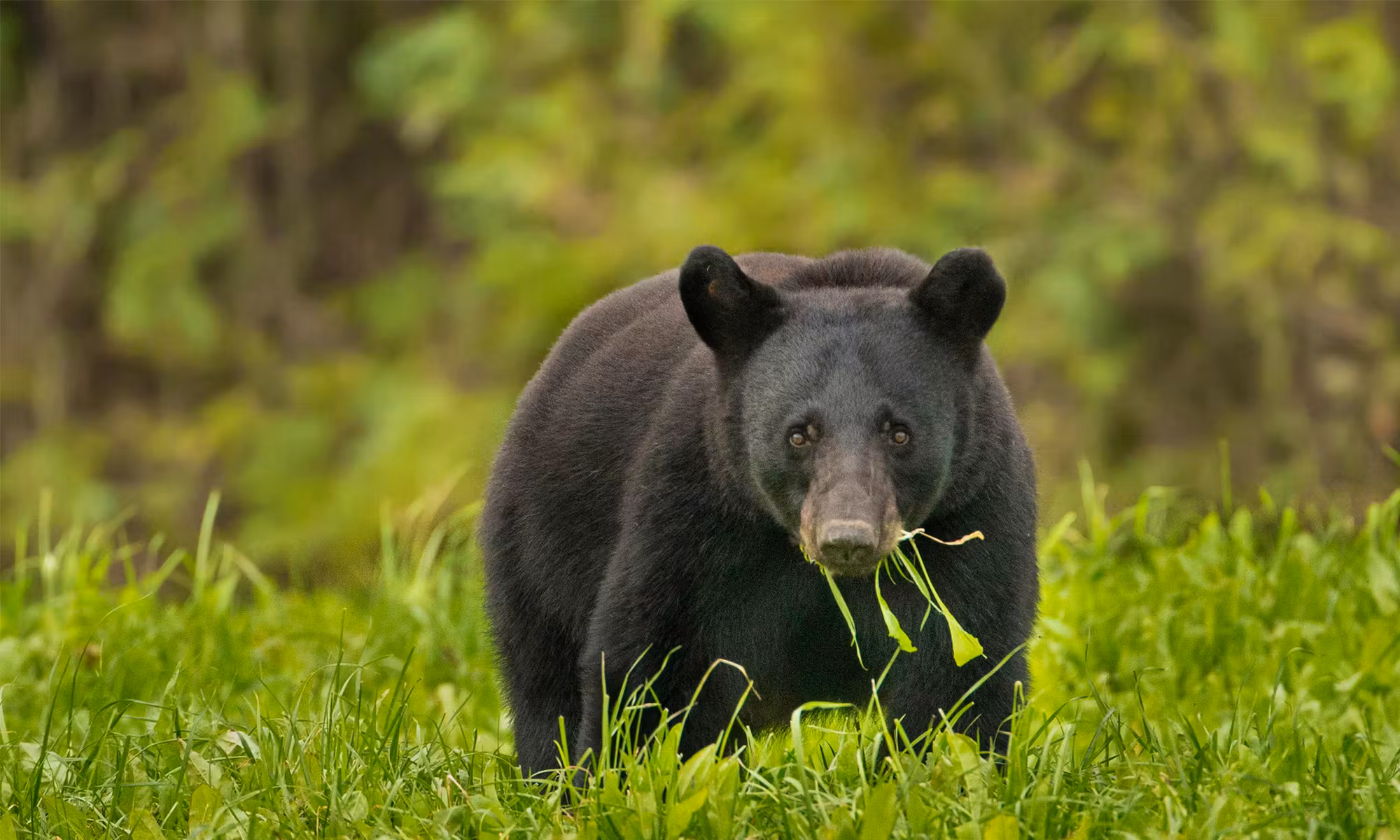 American Black Bear.jpg