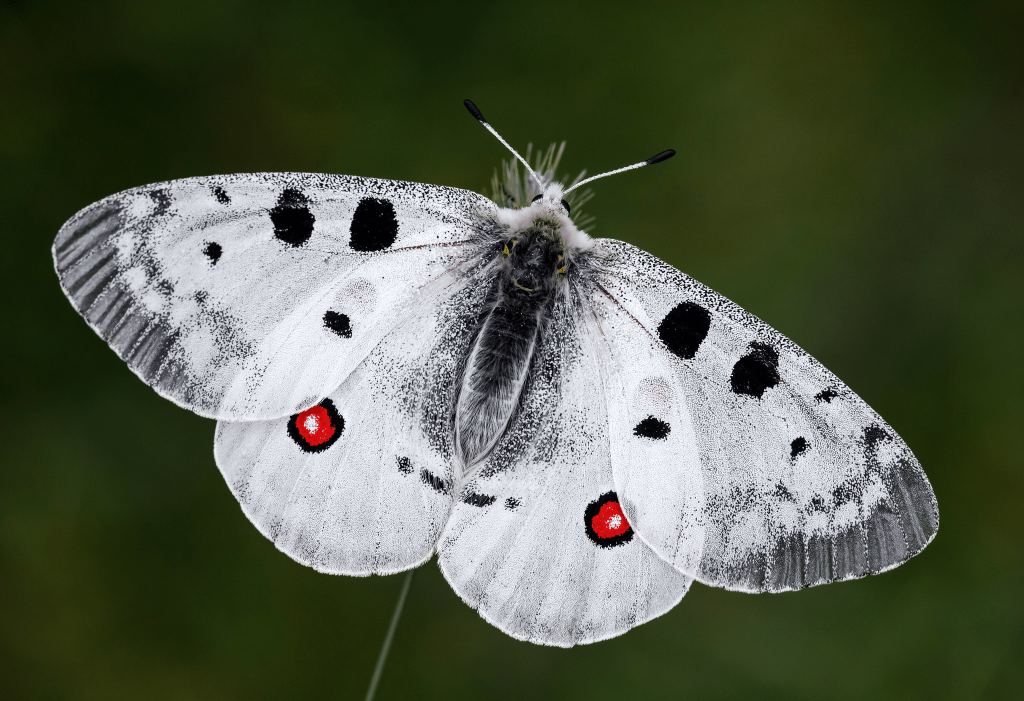Apollo_Butterfly