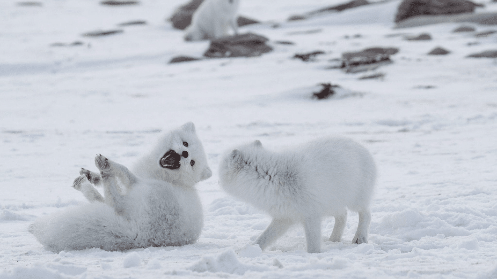 Arctic_Fox