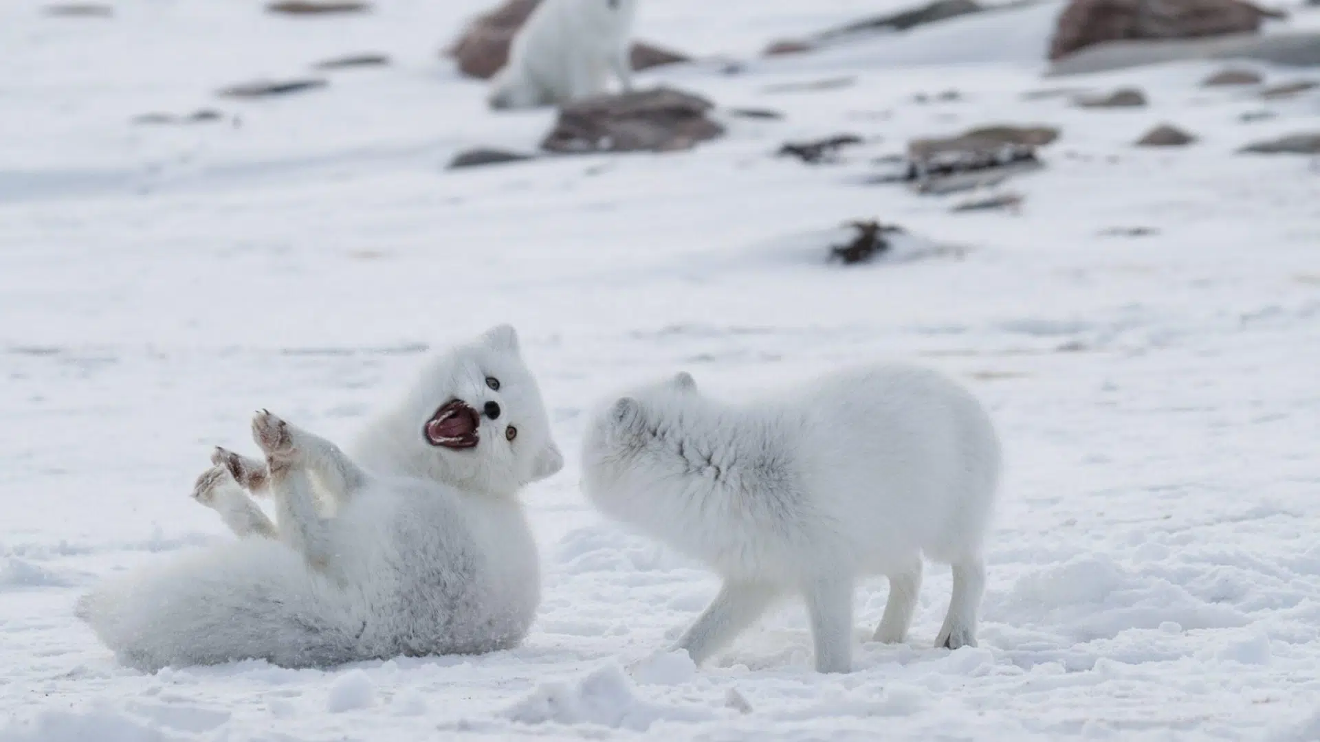 Arctic_Fox