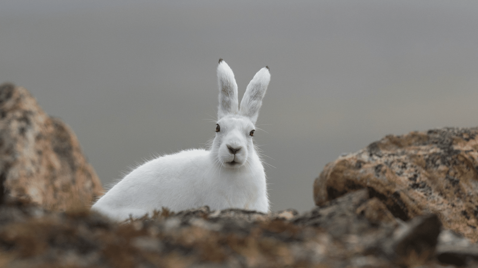 Arctic_Hare