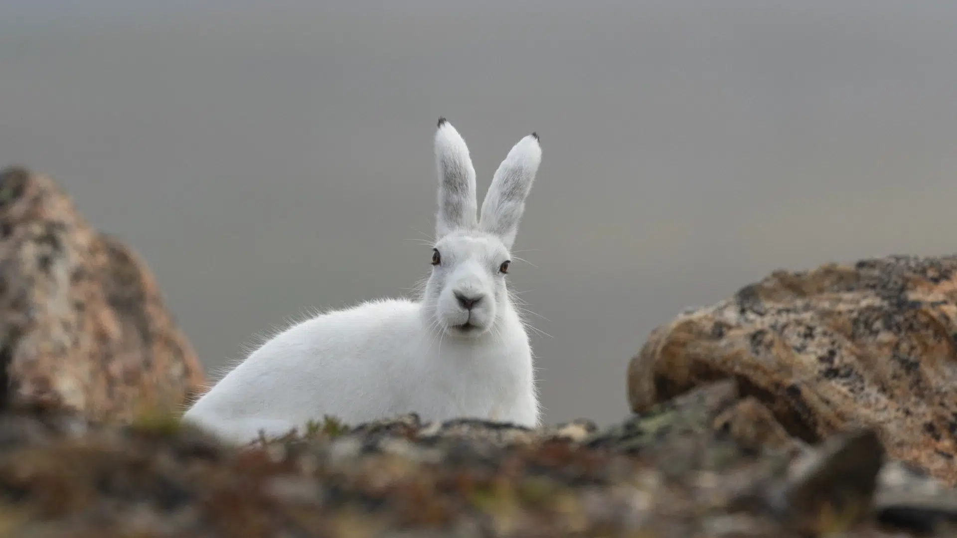 Arctic_Hare