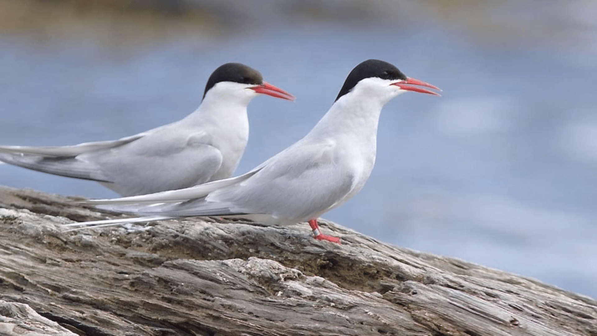Arctic_Tern