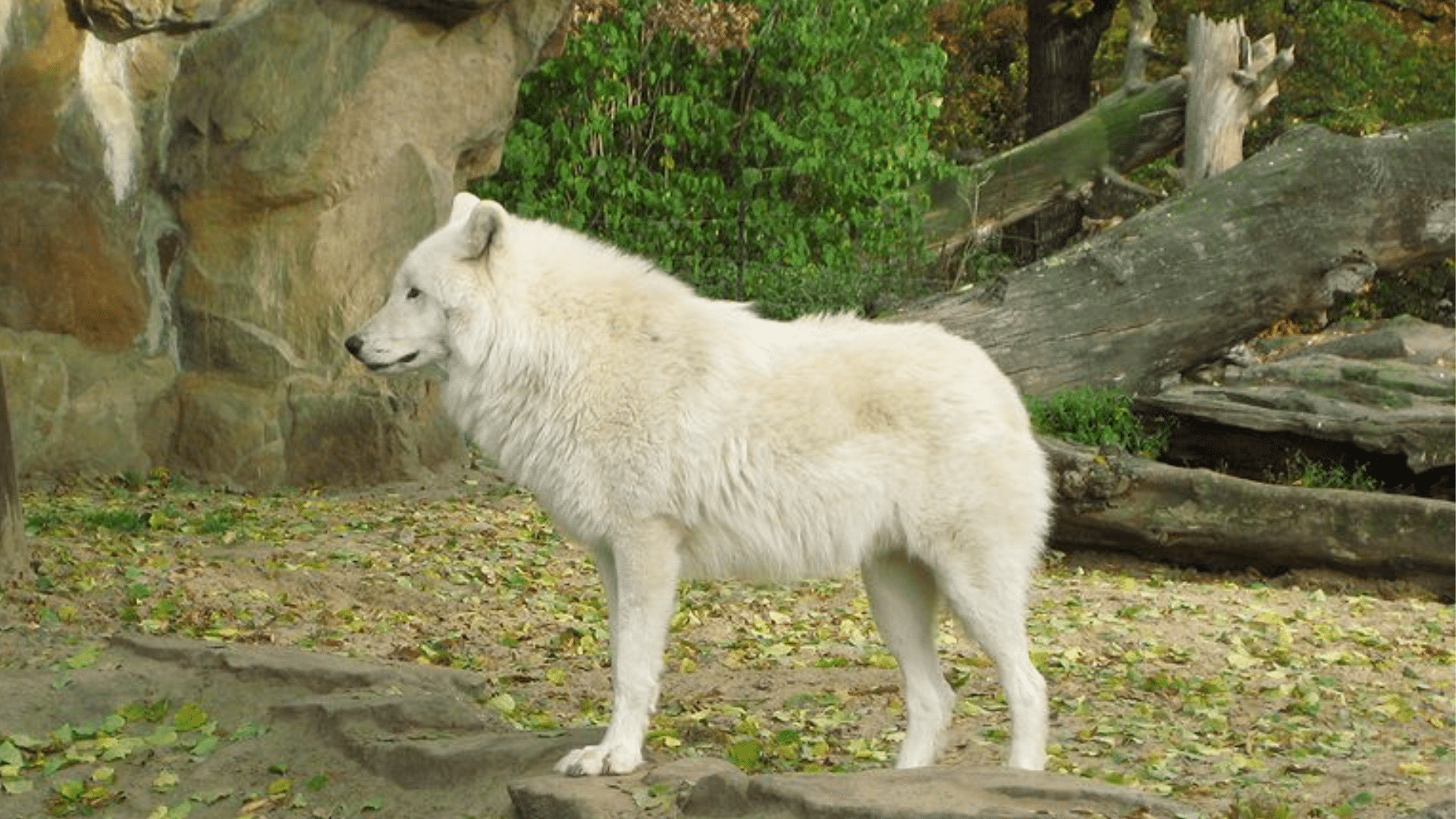 Arctic_Wolf