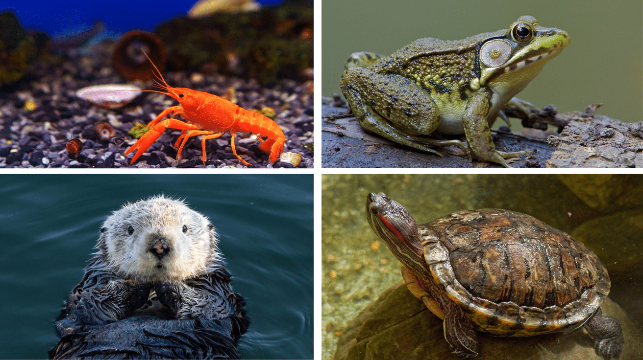 57 Astonishing Lake Animals and Their Secrets 57 Astonishing Lake Animals and Their Secrets