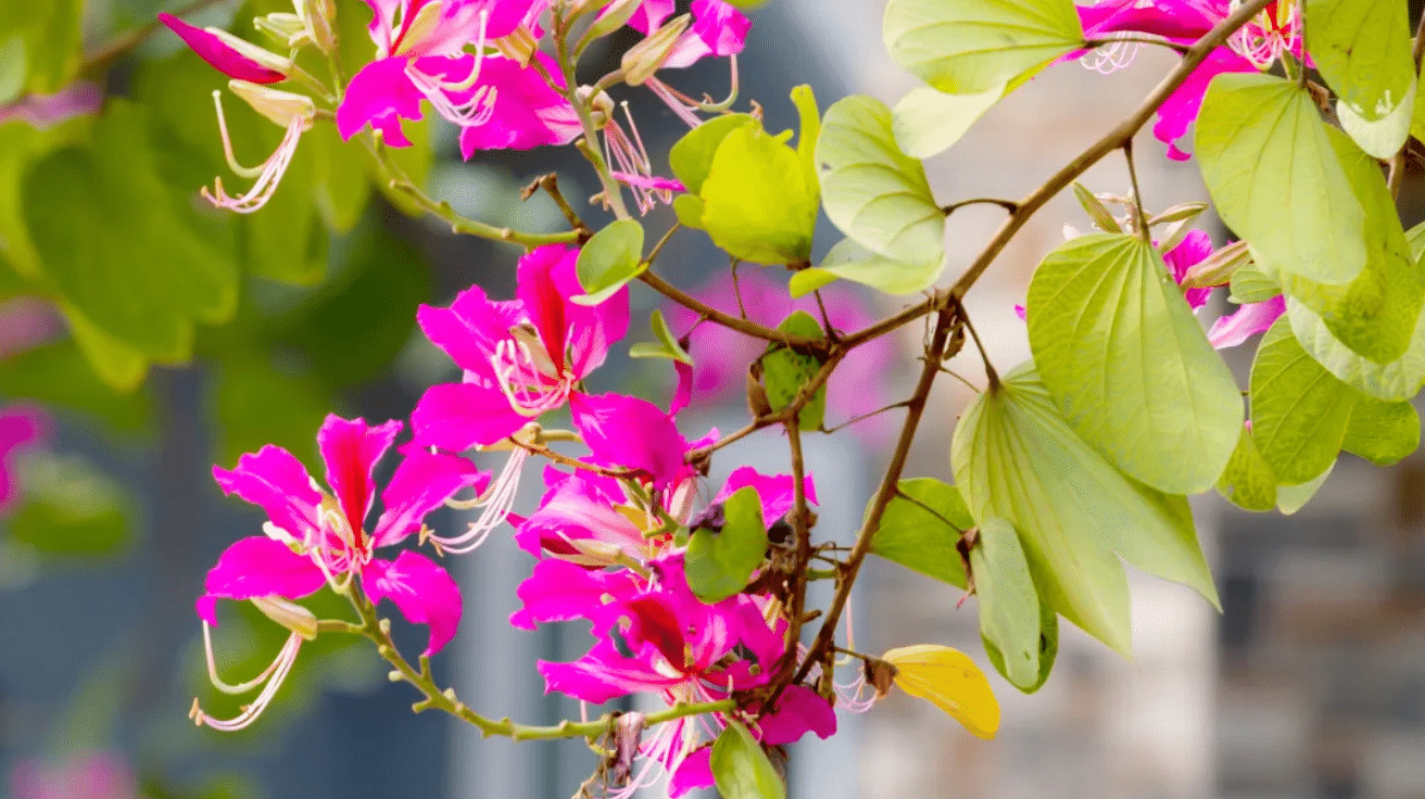 Bauhinia