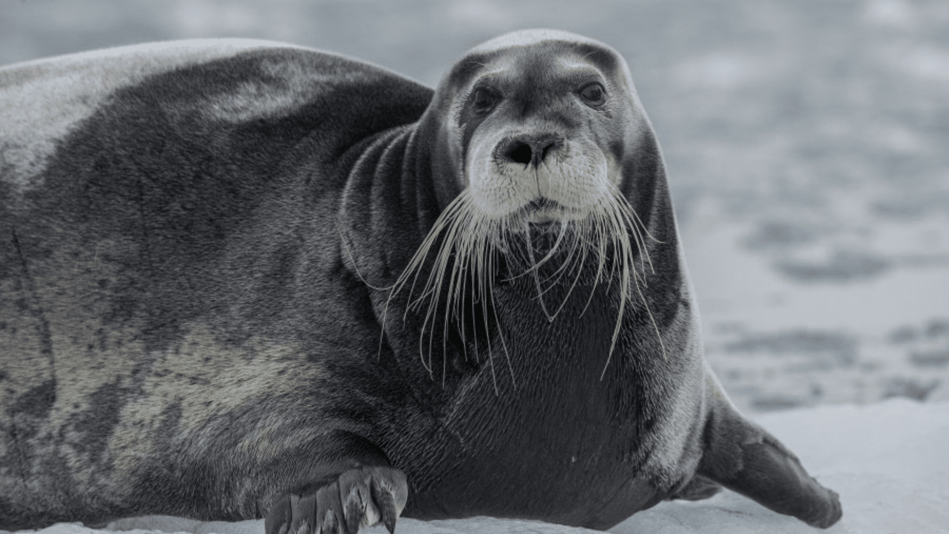 Bearded_Seal