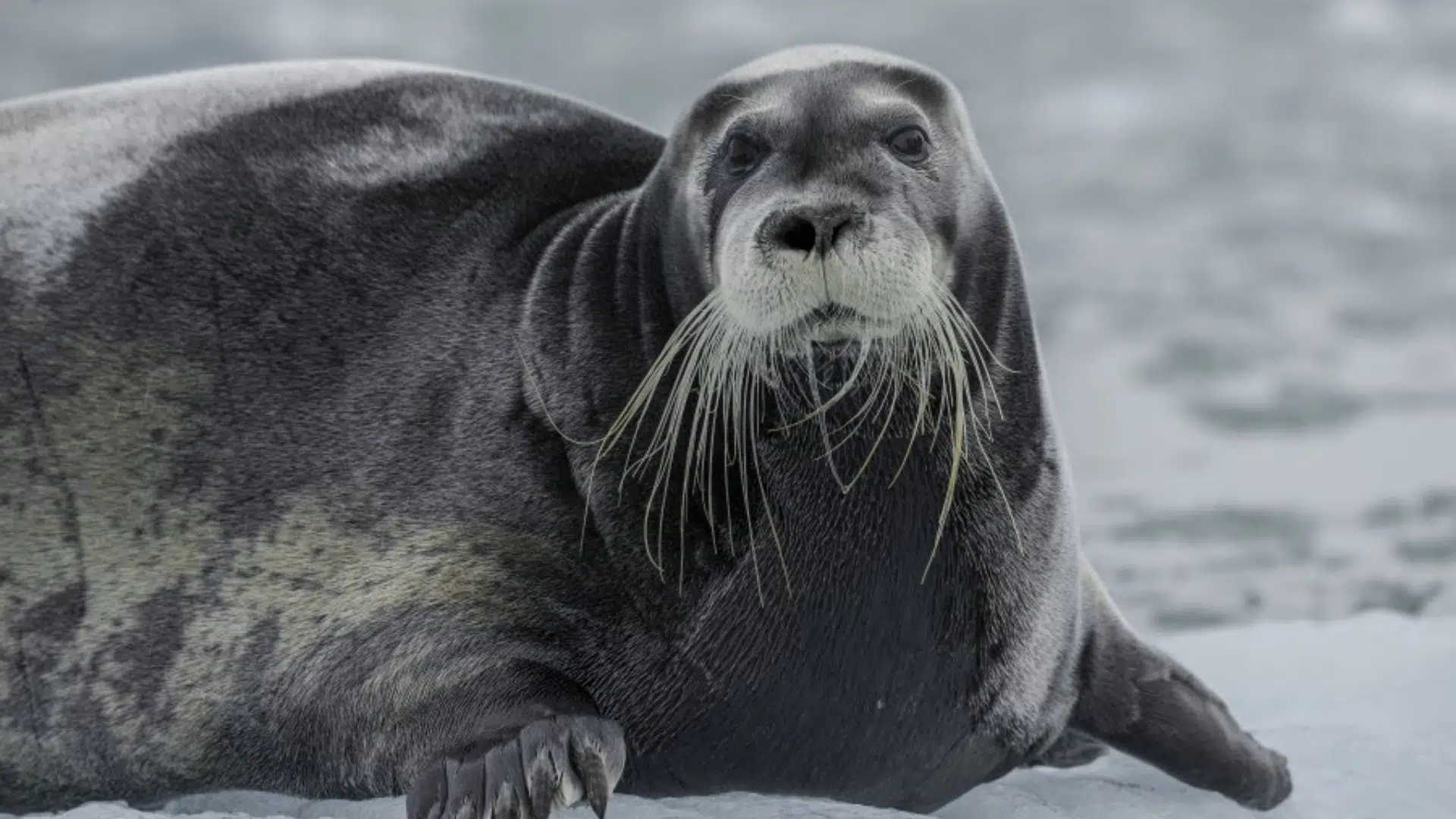 Bearded_Seal