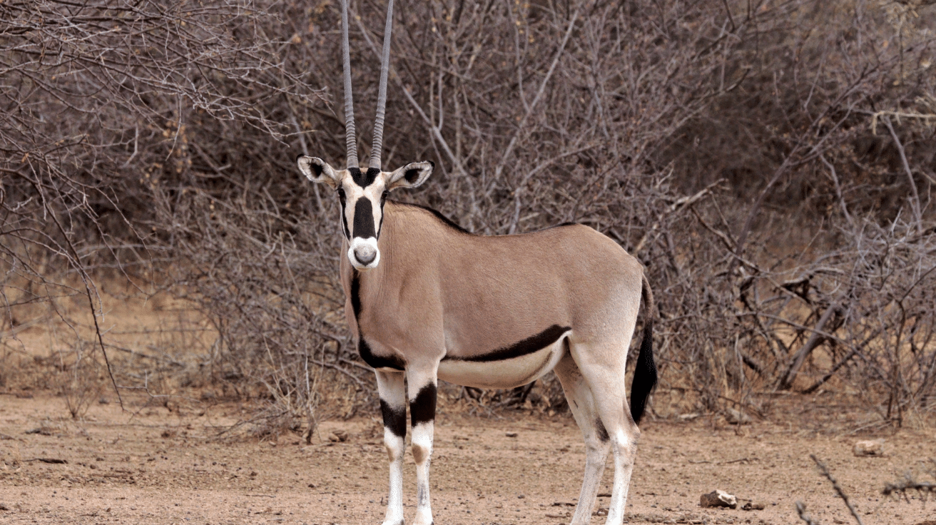 Beisa_Oryx