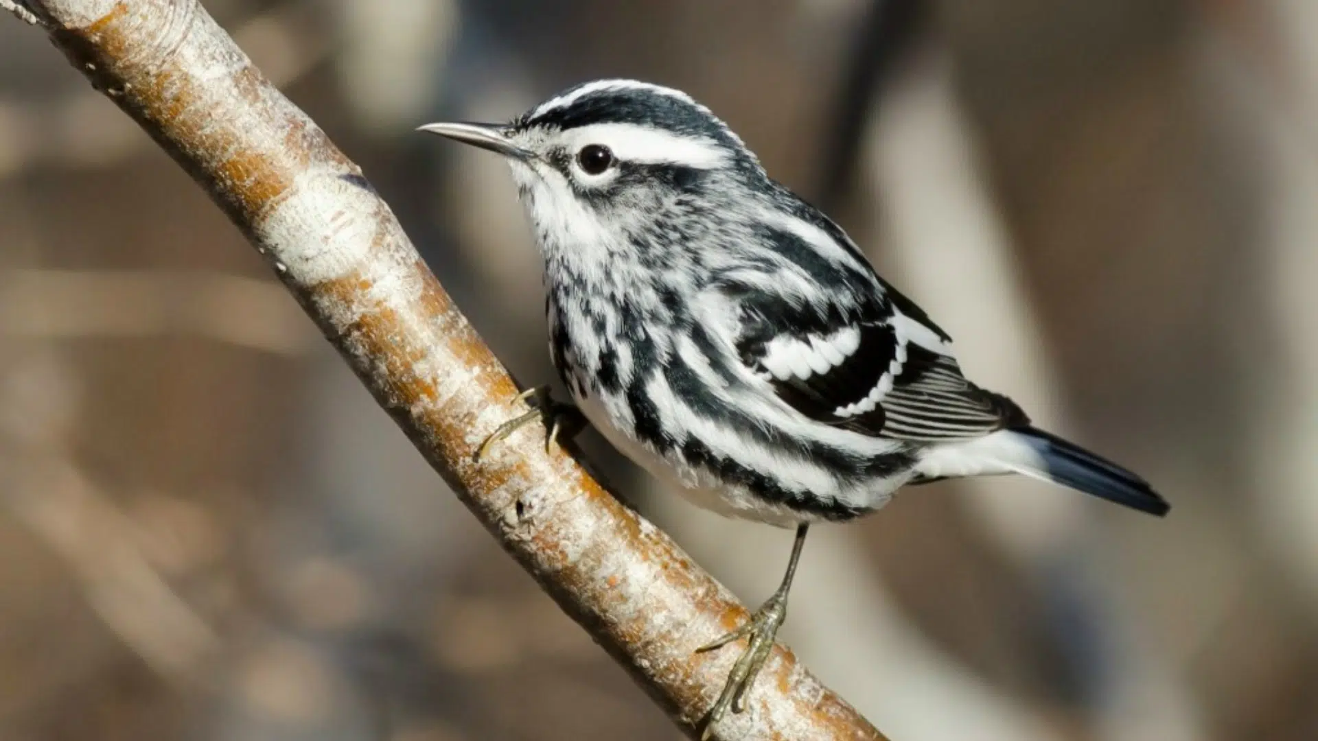 Black-And-White_Warbler