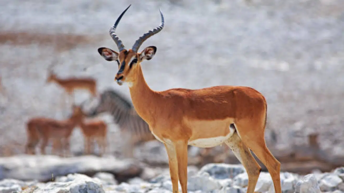 Black-Faced_Impala