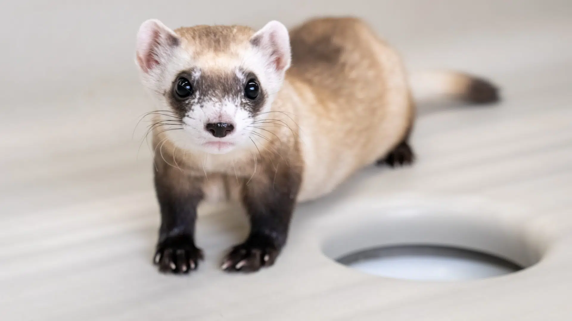 Black-Footed_Ferret