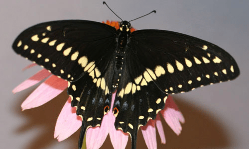 Black_Swallowtail