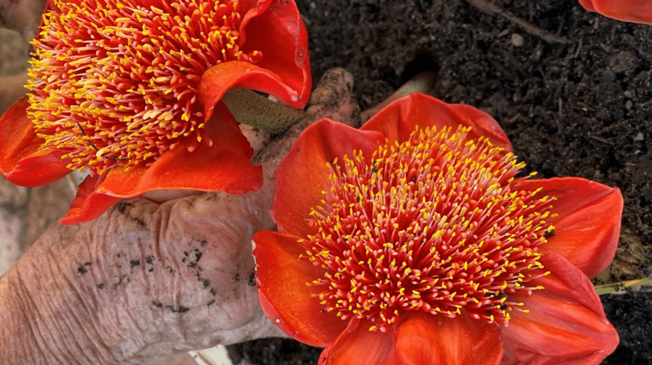 Blood_Lily