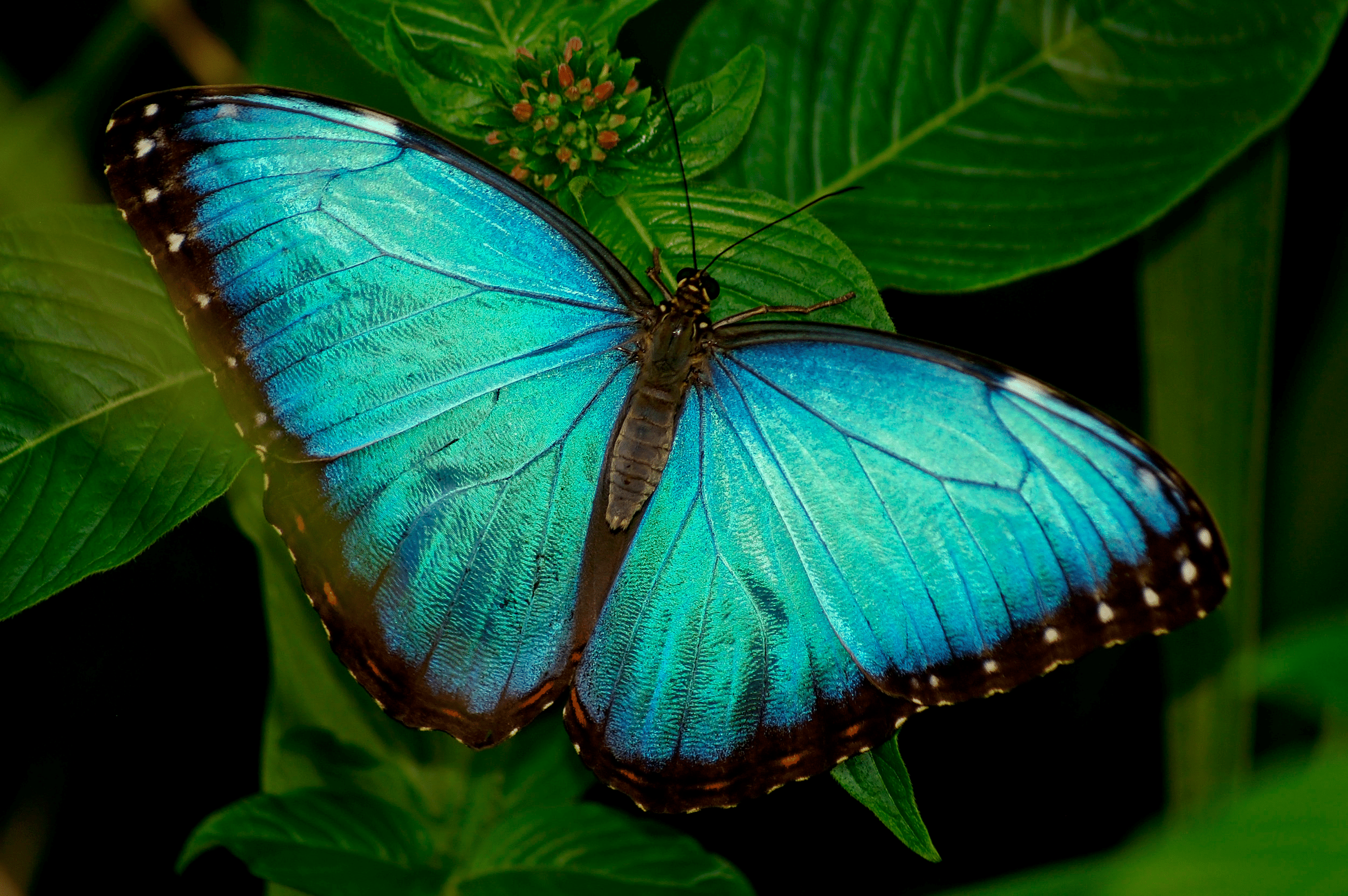 Blue_Morpho