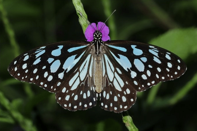 Blue_Tiger
