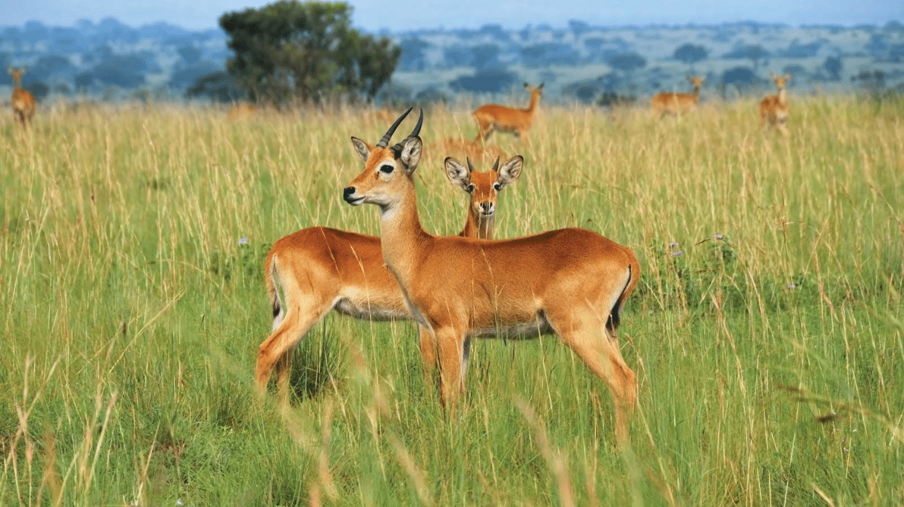 Bohor_Reedbuck