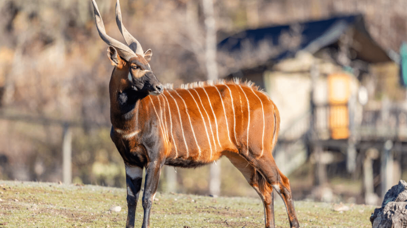 Bongo