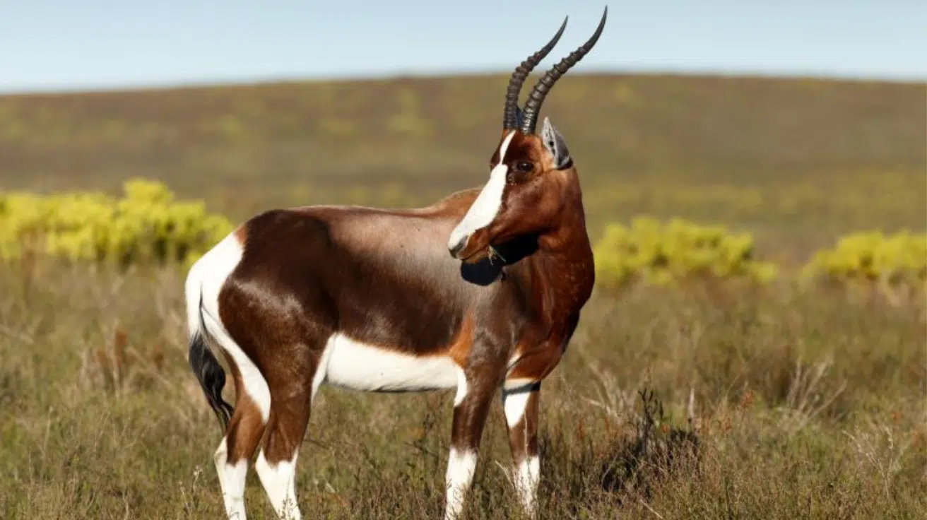 Bontebok
