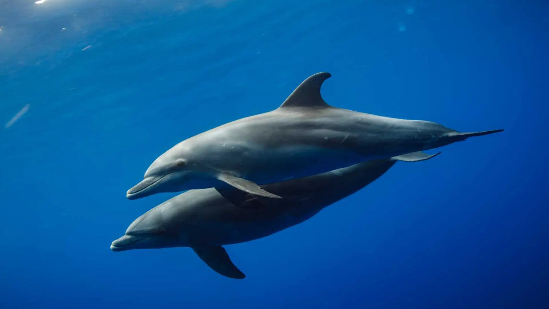 Bottlenose_Dolphin