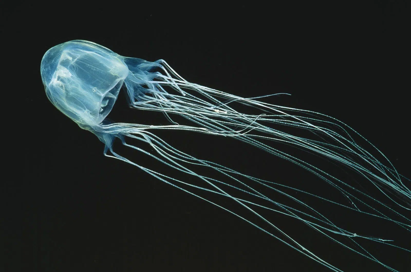 Box_Jellyfish