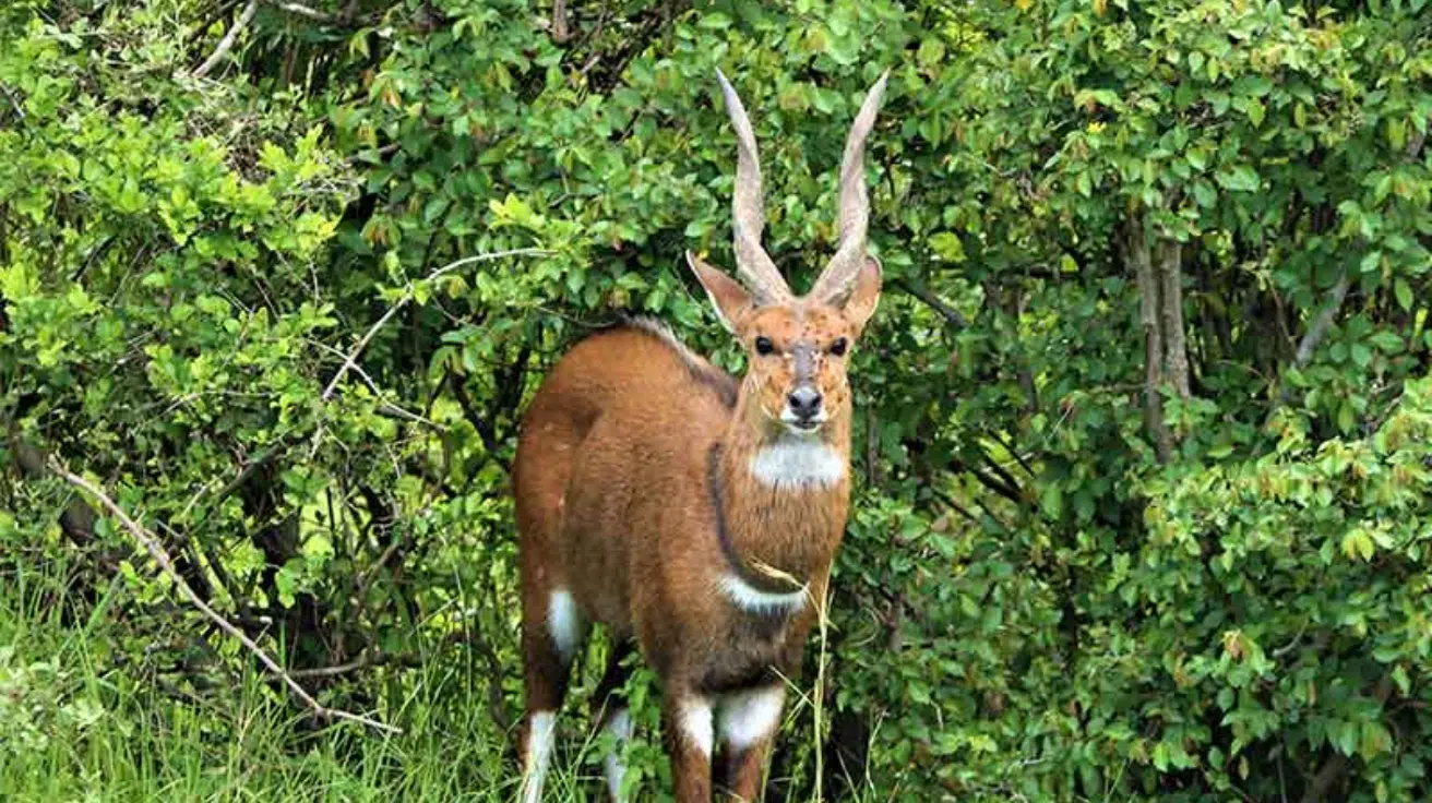 Bushbuck