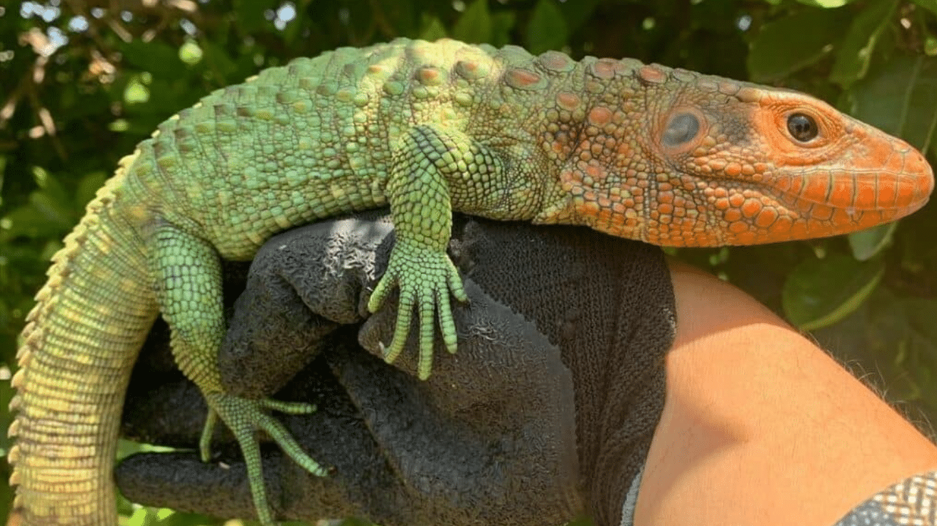 Caiman_Lizard