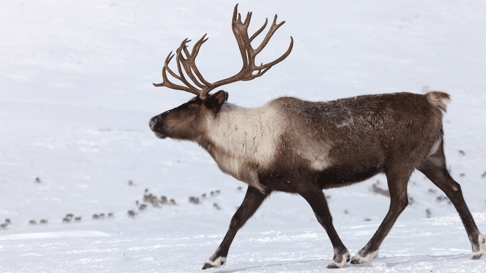 Caribou_Reindeer