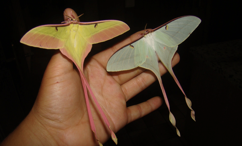 Chinese_Moon_Moth