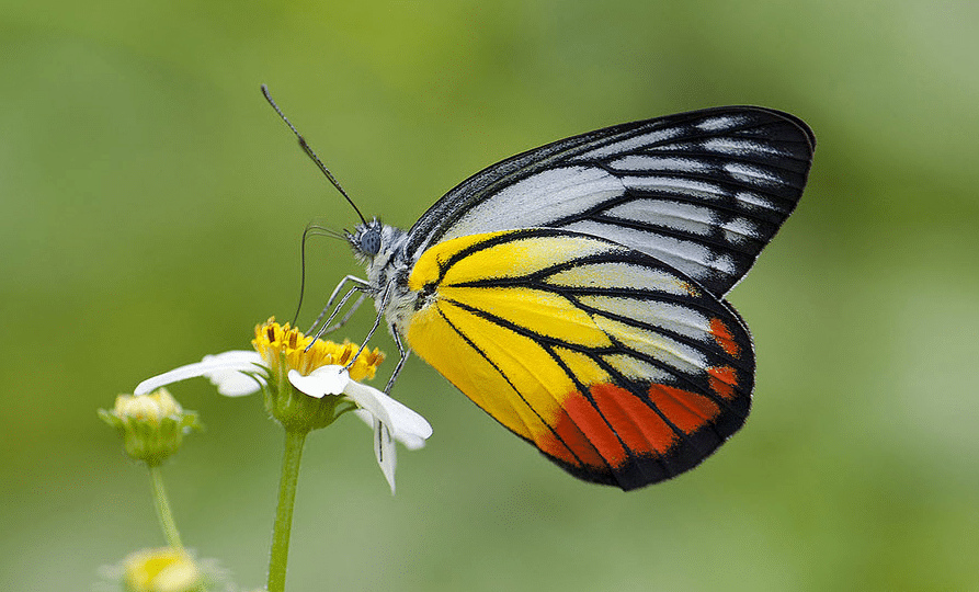 Common_Jezebel
