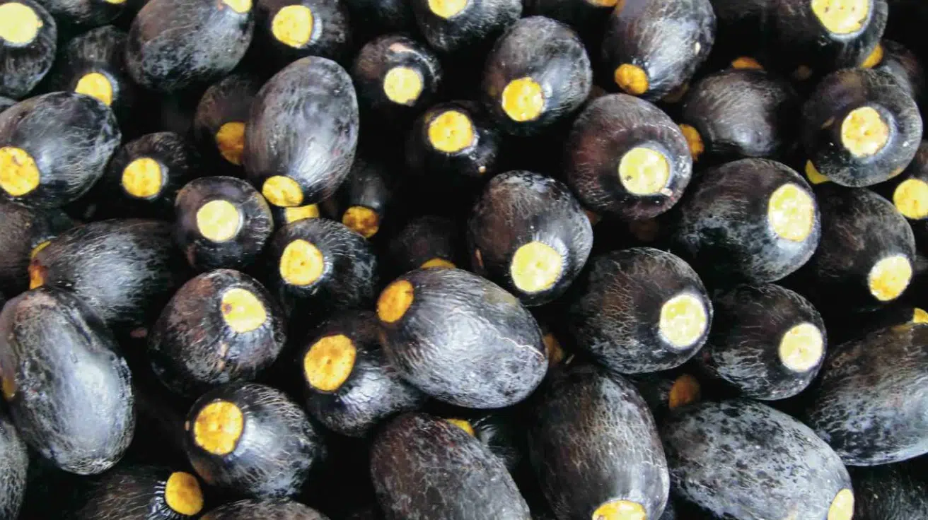 Dabai_Canarium_odontophyllum