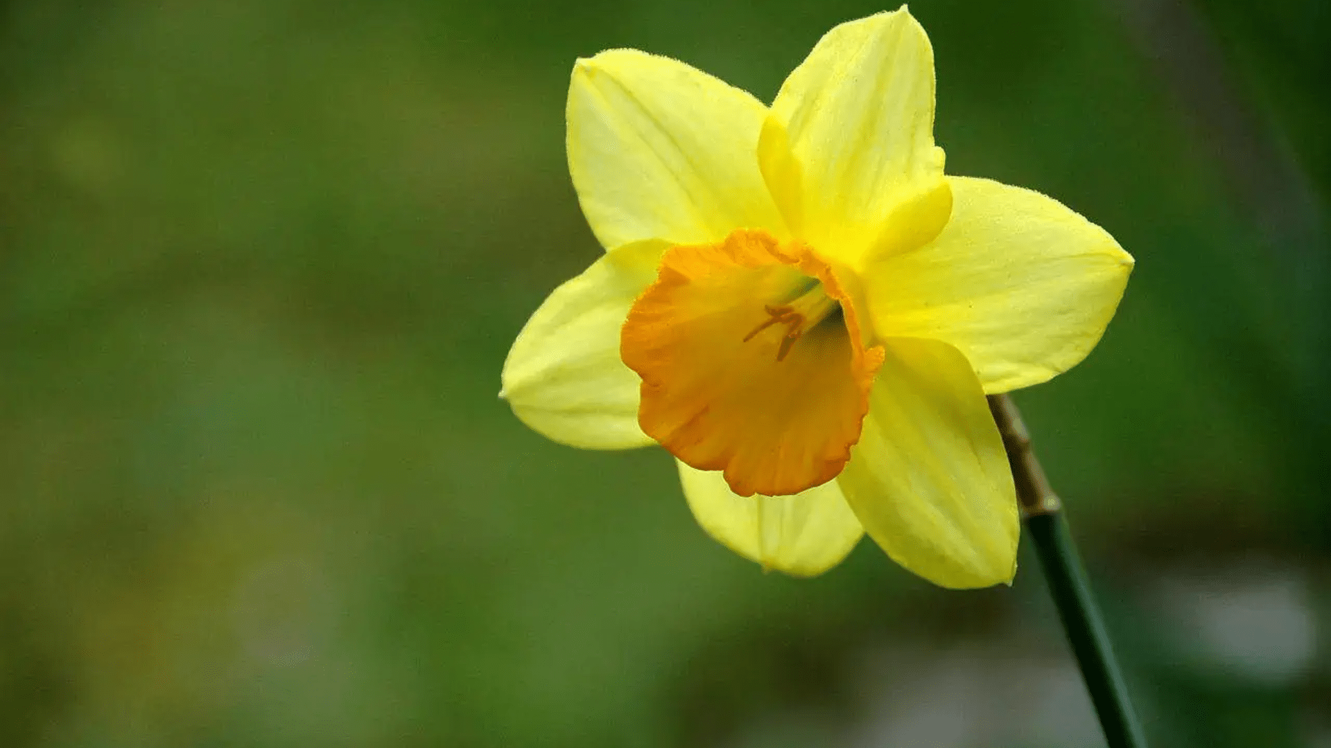 Daffodil_Name_and_Origin