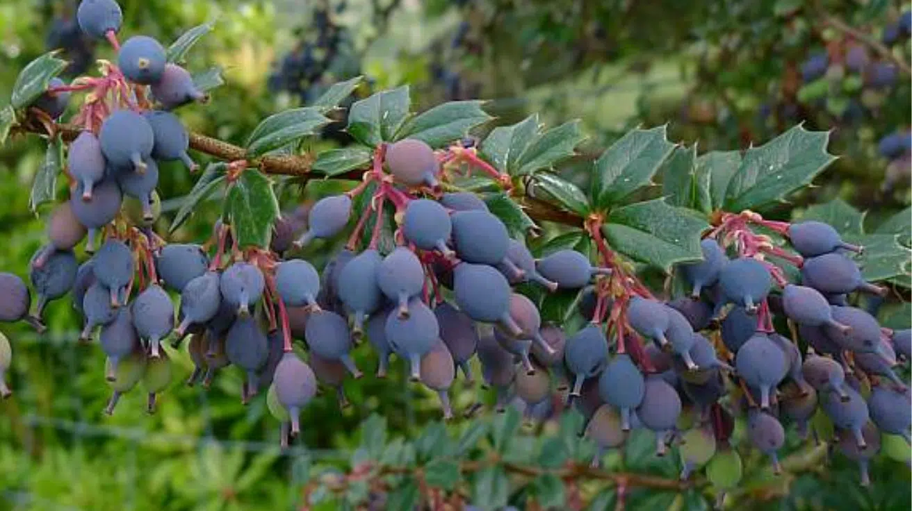 Darwins_Barberry_Fruit