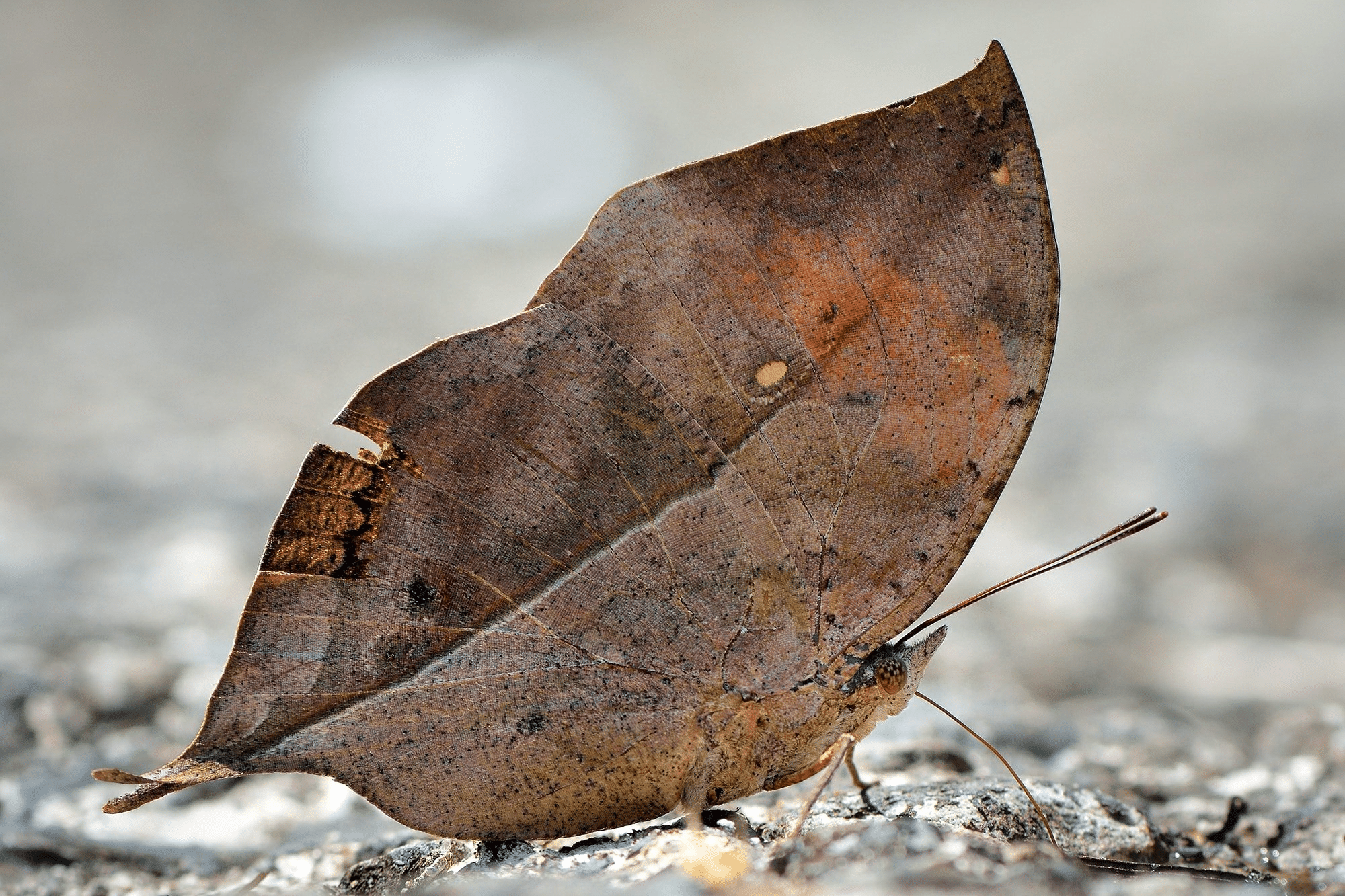 Dead_Leaf_Butterfly