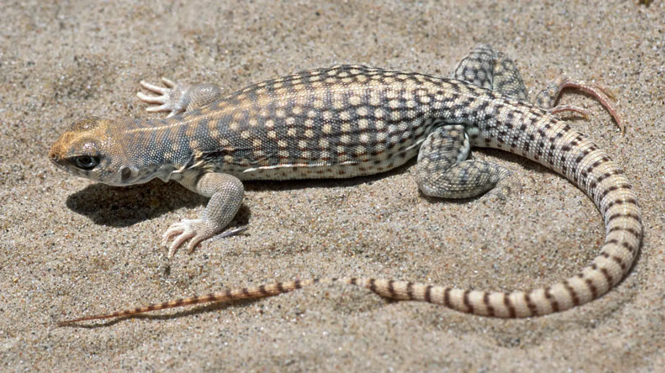 Desert_Iguana