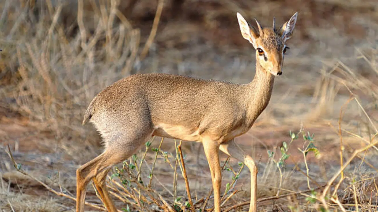 Dik-Dik