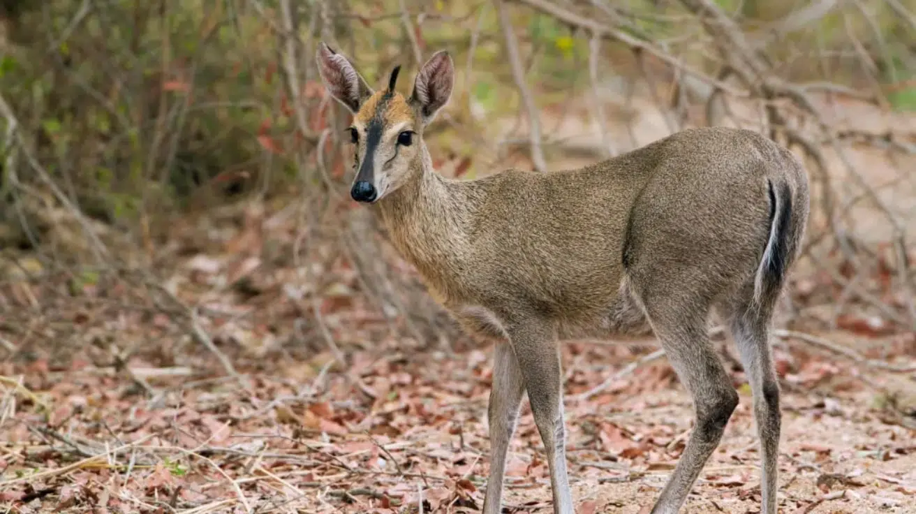Duiker