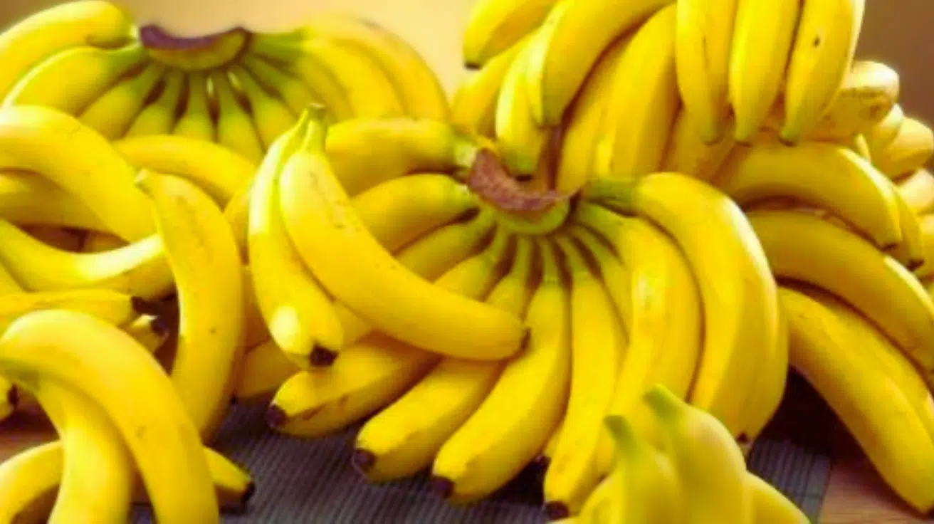 Dwarf_Banana