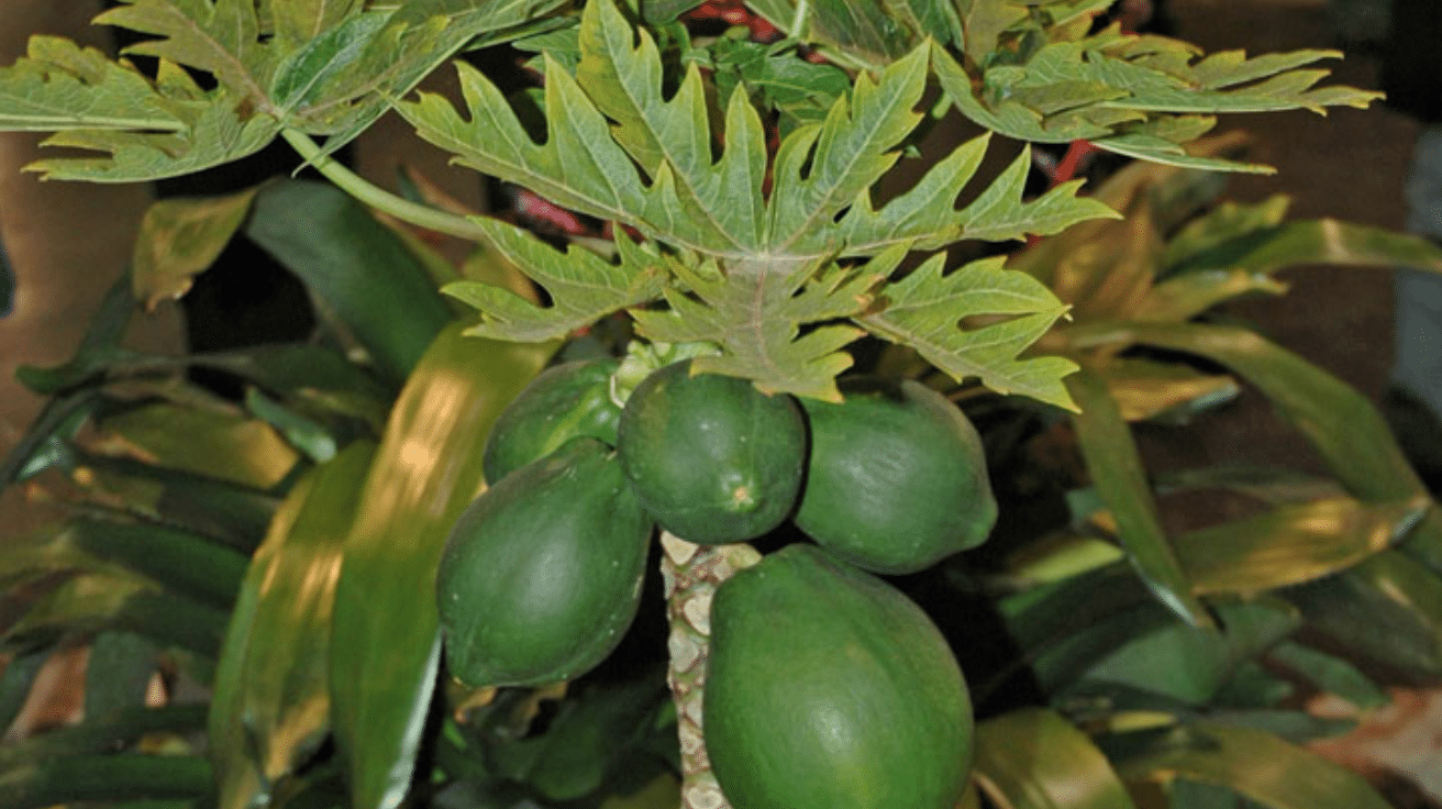 Dwarf_Papaya