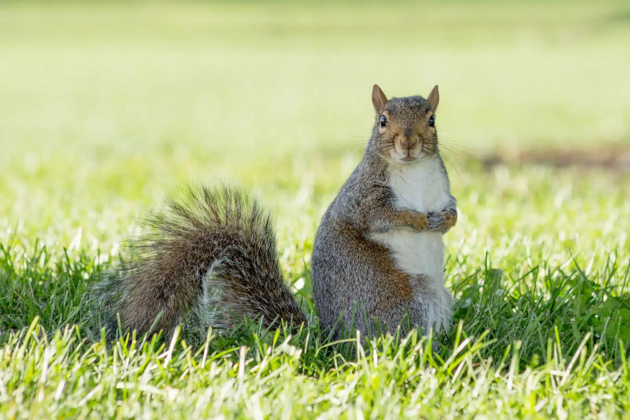 Eastern_Gray_Squirrel