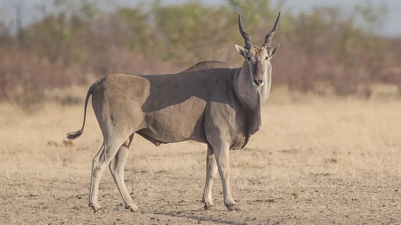 Eland