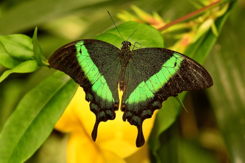 Emerald_Swallowtail