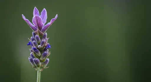 Etymological_Meaning_of_The_Flower