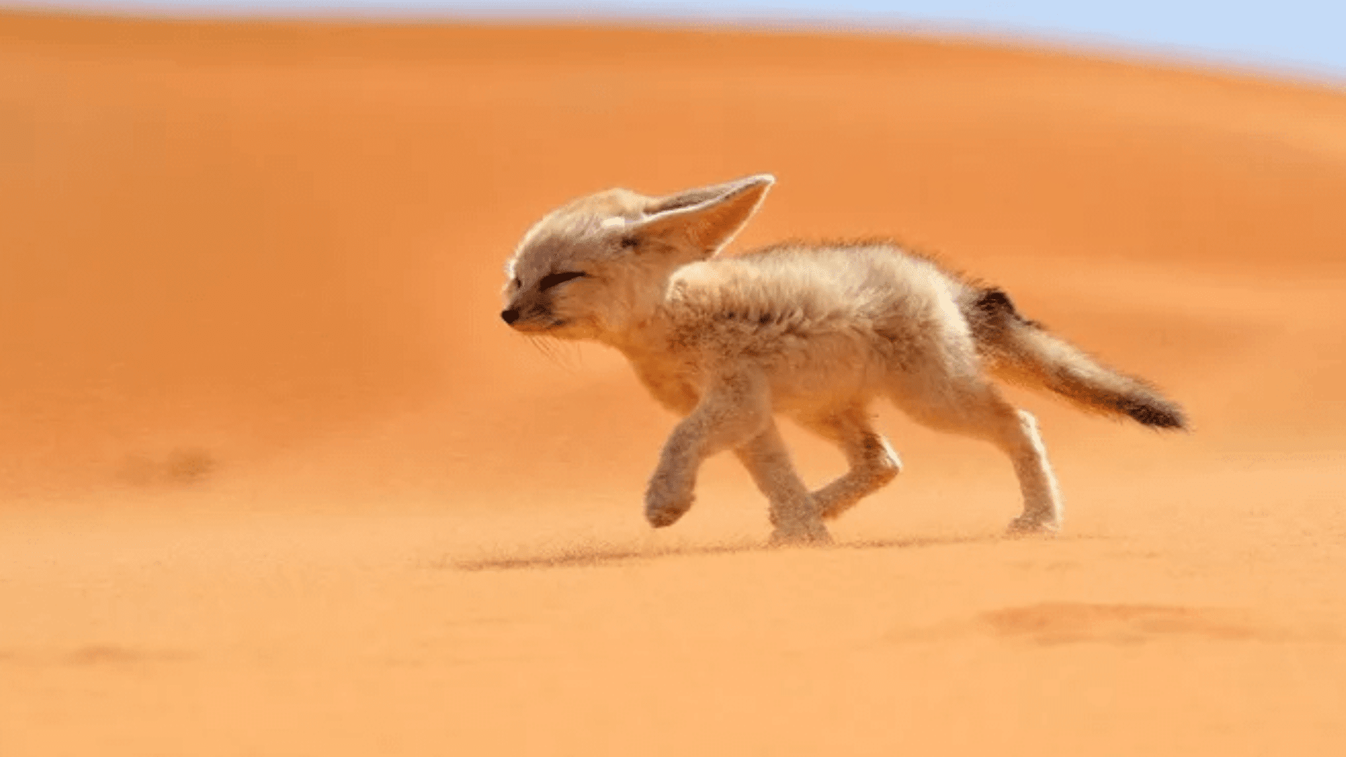 Fennec_Fox